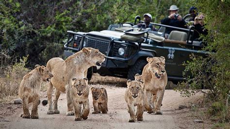 The best safaris in South Africa - Horizon Guides - balustradellc