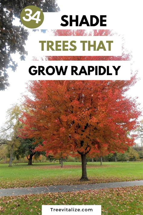 The best shade trees to grow in your garden - Bunnings … - raincitystudios.com