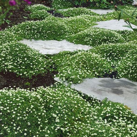 The Best Shade-Loving Ground Covers for Dense Areas: Top Choices for ... - raincitystudios.com