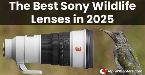 The Best Sony Wildlife Lens for 2026 - The-Digital … - balustradellc