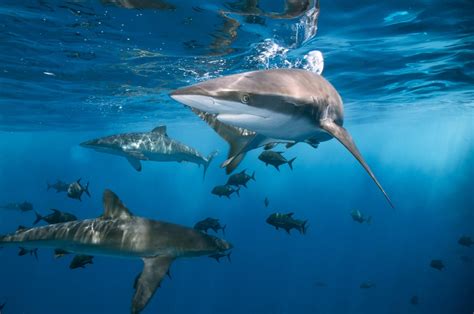 THE BEST Shark Diving Hawaii & Shark Cage Diving Hawaii Tours