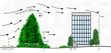 The Best Trees For Blocking Wind & Act As A Windbreak - raincitystudios.com