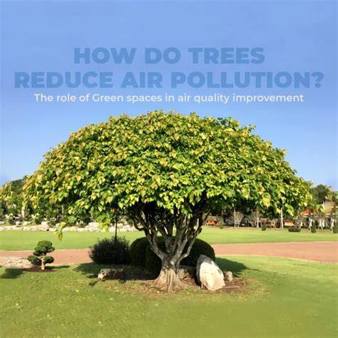 The best trees to reduce air pollution - BBC - raincitystudios.com