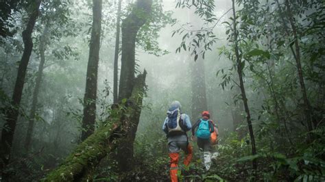 The Best Tropical Rainforest Hikes: Discovering … - balustradellc