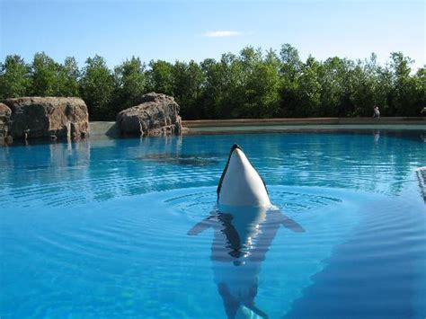 THE BEST Things to Do in Marineland - Tripadvisor