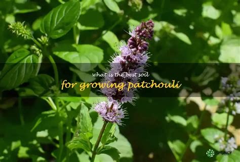The Best Way To Grow Patchouli - Garden Guides - balustradellc