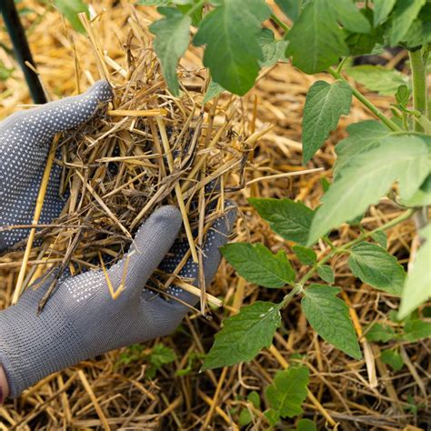 The Best Way To Mulch Tomato Plants - Give Your … - balustradellc