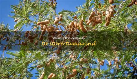The Best Ways To Harvest Tamarind Pods - Fruit Tree Hub - raincitystudios.com