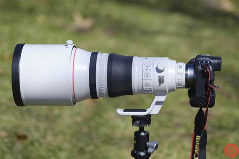 The Best Wildlife Photography Lens for Canon - balustradellc