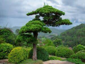 The Big List of Trees and Shrubs for Bonsai - Infolific - raincitystudios.com