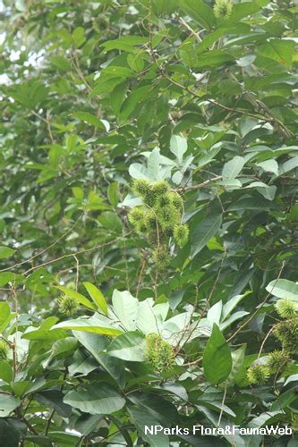 The Biodiversity of Singapore- Nephelium lappaceum - raincitystudios.com
