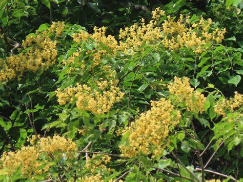 The Biodiversity of Singapore- Pterocarpus indicus - raincitystudios.com