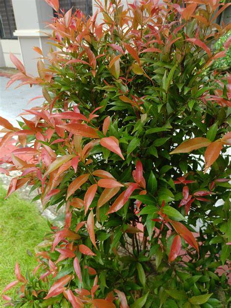The Biodiversity of Singapore- Syzygium myrtifolium - raincitystudios.com
