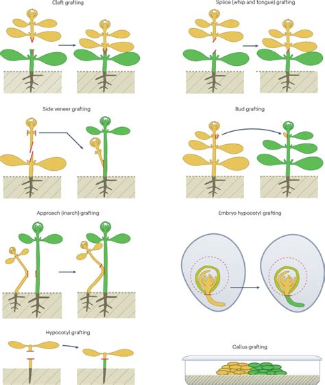 The biology of grafting and its applications in studying ... - Nature - raincitystudios.com