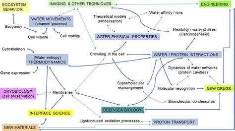 The biophysics of water in cell biology: perspectives on a keystone for ... - raincitystudios.com