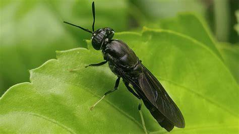 The Black Soldier Fly: the star of insect farming - Better … - raincitystudios.com
