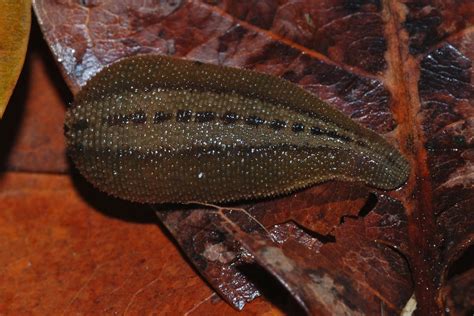 The bloodthirsty land leeches of Asia - Earth Archives - balustradellc