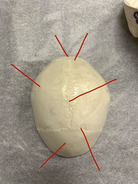 The Bone Strength Blueprint: A Practical, Drug-Free Plan to Improve ... - balustradellc