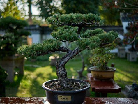 The Bonsai Glossary (332 Terminologies) - Bonsai … - raincitystudios.com