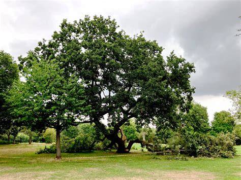 The Boundary Oak Tree - U.S. National Park Service - raincitystudios.com