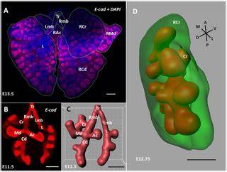 The branching programme of mouse lung development | Nature - raincitystudios.com