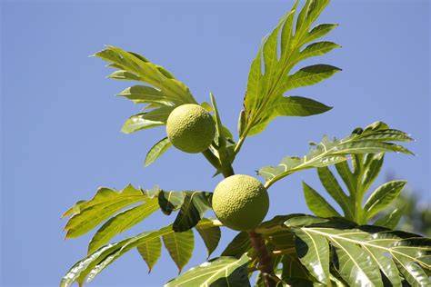 The Breadfruit Tree: A Staple Crop Providing High-Energy Food for ... - raincitystudios.com