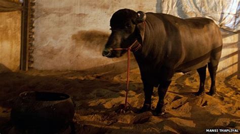 The bull whose semen is worth $3,000 - BBC News - balustradellc
