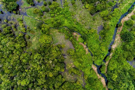 The Carbon Cost of Converting Peatlands to Oil Palm - raincitystudios.com