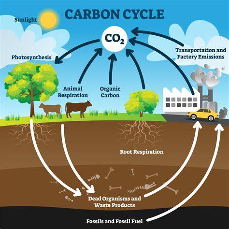 The Carbon Cycle - AP Environmental... | Practice Hub - raincitystudios.com