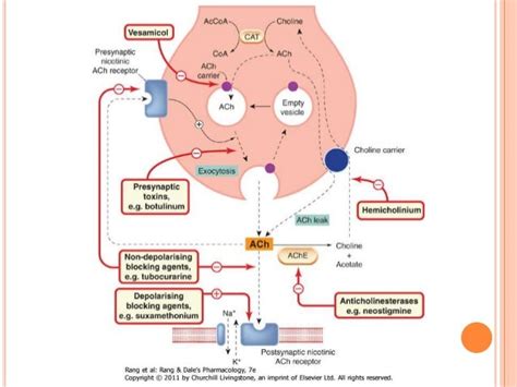 THE CARDIOVASCULAR ACTIONS OF SUXAMETHONIUM IN THE …