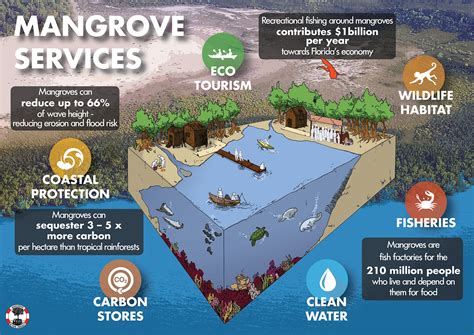 The Case for Mangrove Conservation - muktibox.com