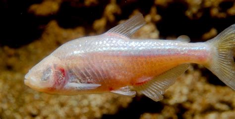 The cavefish Astyanax mexicanus - Nature Methods - muktibox.com