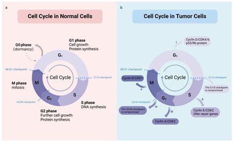 The cell cycle and cancer - PubMed - muktibox.com