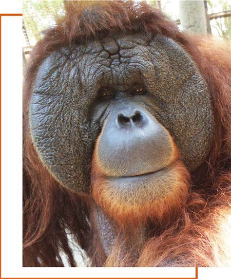 The Center for Great Apes Sanctuary - Orang Utan Republik Foundation - raincitystudios.com
