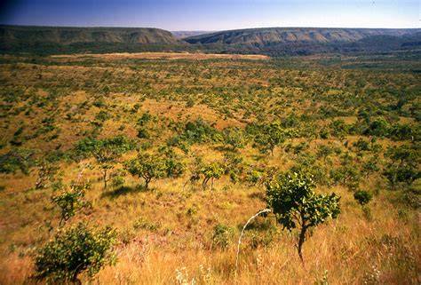 The Cerrado - The Nature Conservancy - raincitystudios.com