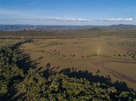 The Cerrado Savanna | WWF | World Wildlife Fund - raincitystudios.com