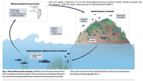 The circular seabird economy is critical for oceans, islands ... - Nature - raincitystudios.com