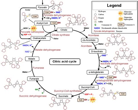 The citric acid cycle | Cellular respiration (article) - muktibox.com