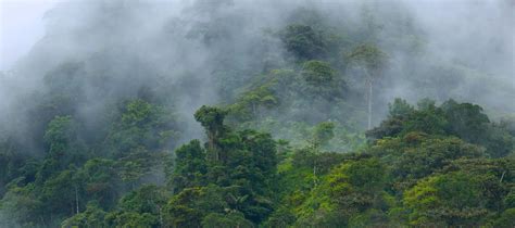The climate of cloud forests | Alliance Bioversity International - CIAT - raincitystudios.com
