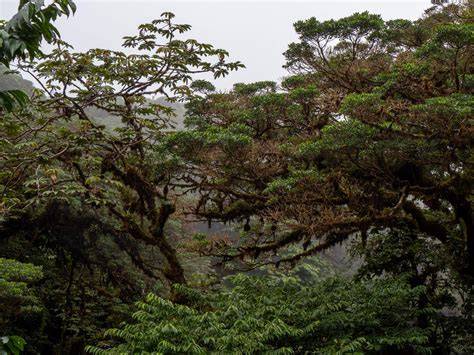 The cloud forest in our backyard - Mountain Xpress - raincitystudios.com