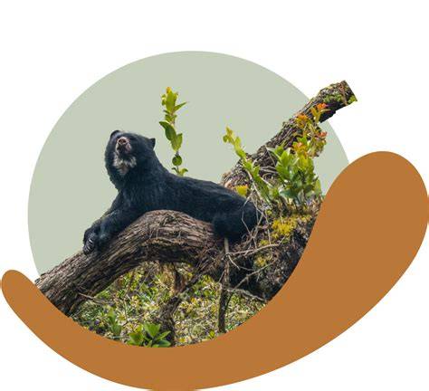 The Cloudforest – Andean Cloudforest Foundation - raincitystudios.com