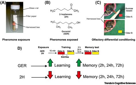 The cognitive side of communication in social insects - muktibox.com