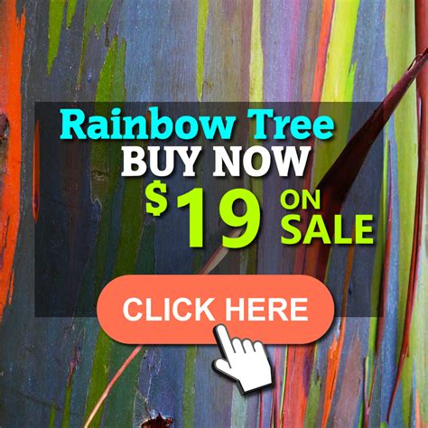 The Colorful Majestic Rainbow Tree: How to Care For - raincitystudios.com