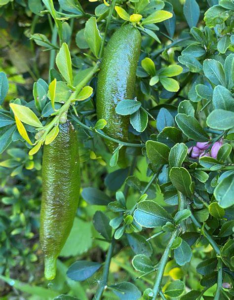 The commercial production of Australian native finger lime (Citrus ... - raincitystudios.com
