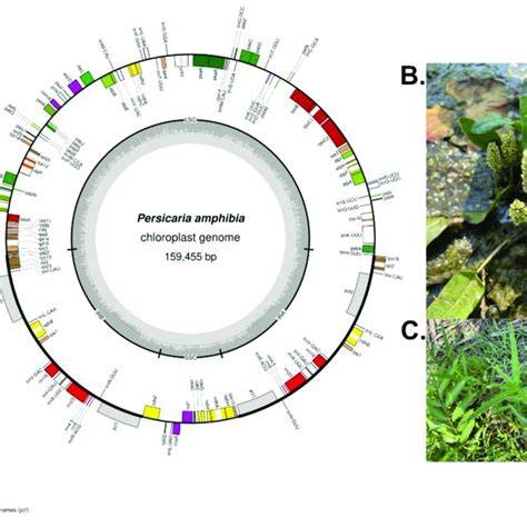 The complete chloroplast genome of Neolamarckia … - raincitystudios.com