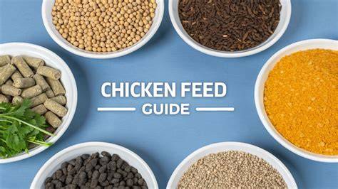The Complete Guide to Chicken Feed - raincitystudios.com