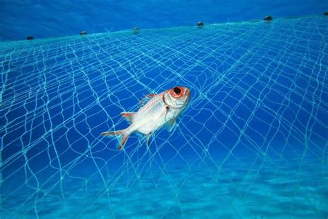 The Complete Guide to Gill Nets for Fishing & How … - balustradellc