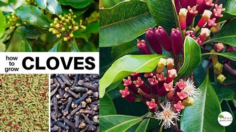The Complete Guide To Growing Cloves | ShunCy - balustradellc