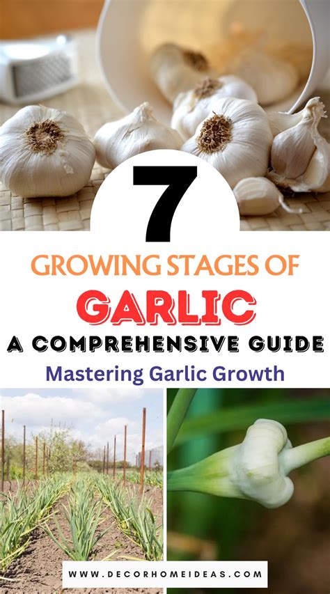The Complete Guide to Growing Garlic - joegardener® - balustradellc