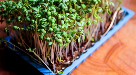 The Complete Guide To Growing Watercress Microgreens - balustradellc